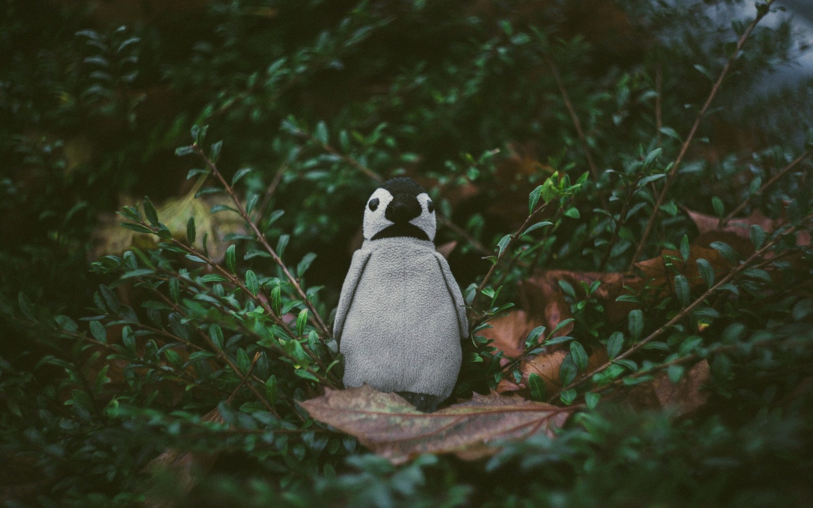 8 Things Linux Does That Others Can't
